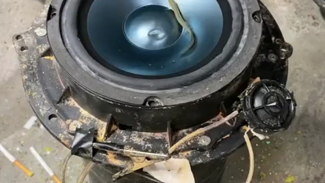 鱼秋：没想到劳资有生年还能听天籁