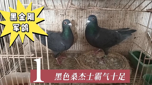 粉丝朋友特别喜欢黑色的信鸽，今天特意过来拍摄，满足他小小心愿