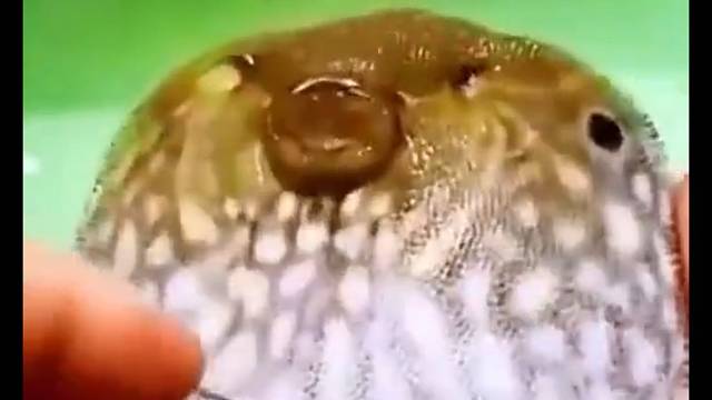 河豚：你觉得你很幽默？