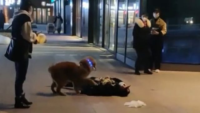 主人突然晕倒在路边，狗狗不知所措向路人求救