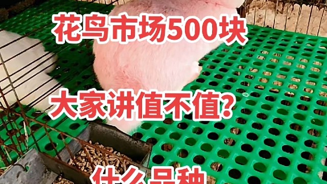 给它留个后代，看到生出红色的吗？