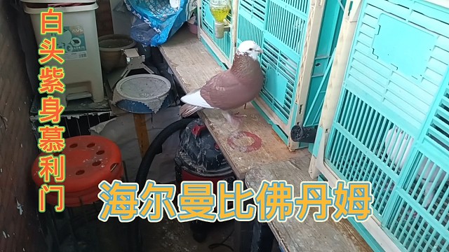 慕利门极品之海尔曼比佛丹姆，世界大铭鸽，供朋友们品鉴欣赏！！