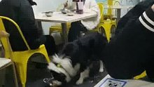 两女子不但带狗来餐馆吃饭，还直接把店里的锅放地上给狗当饭盆用