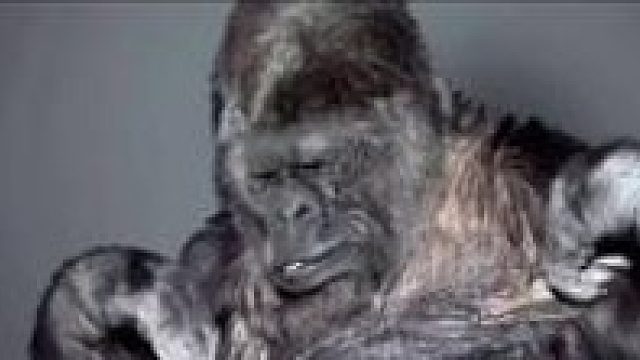 地球上唯一会手语的猩猩koko（会2000多个英语单词）临终前像我们传递了对于人类的重要警示！