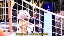 动物园一只小老虎差点越狱成功，饲养员机智上演杀鸡儆猴表演？