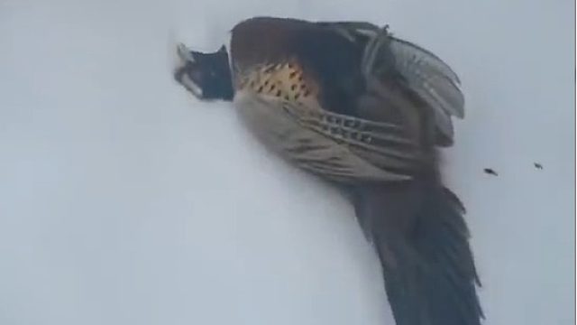 野鸡撞玻璃，不知道挂了没有