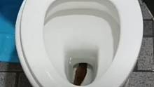 泰国一男子家中马桶内钻出一条蛇