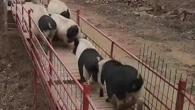 猪活的越来越累了