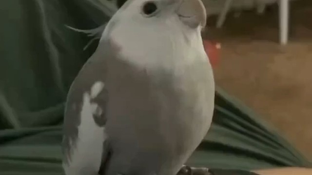 太帅啦#鹦鹉#手养鸟#鹦鹉鹦鹉萌萌哒逗鹦鹉
