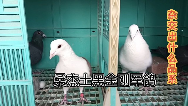 黑金刚军鸽配对蝴蝶花会出怎样的羽色