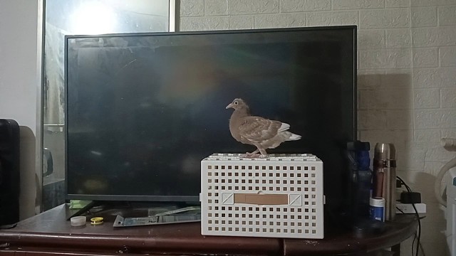 开始手养幼鸽喽