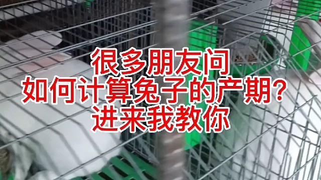 兔子如何计算产期？