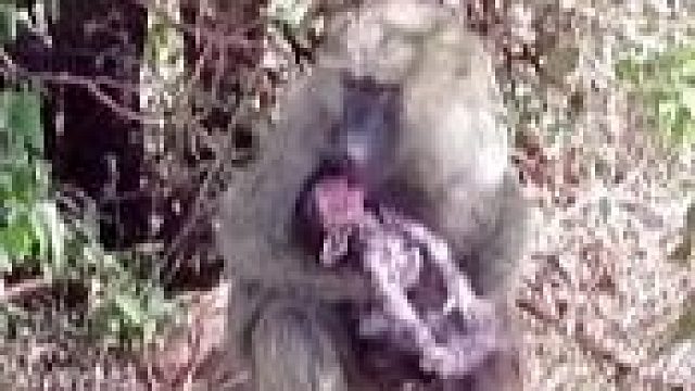 猴子生下小猴直接把胎盘吃了，知道这玩意大补吗！