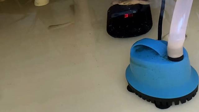 从刚出壳没多久就离开了妈妈来到我身边…幸好它还有几个兄弟