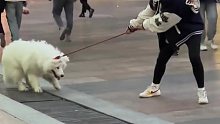 狗狗逛街赖着不回家，小姐姐被逼使出绝招网友：又勇又彪