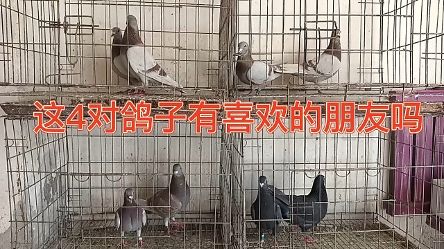 这4对鸽子大家觉得怎样，品相完美与生俱来，非常精神可爱！！！