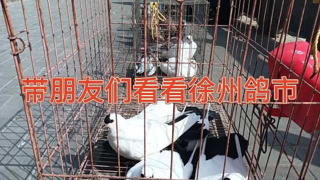 徐州鸽市，这里鸽子众多，品种多样，喜欢鸽子的朋友进来欣赏了！