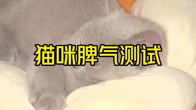 猫咪脾气测试