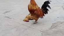 大公鸡太有情，好感动