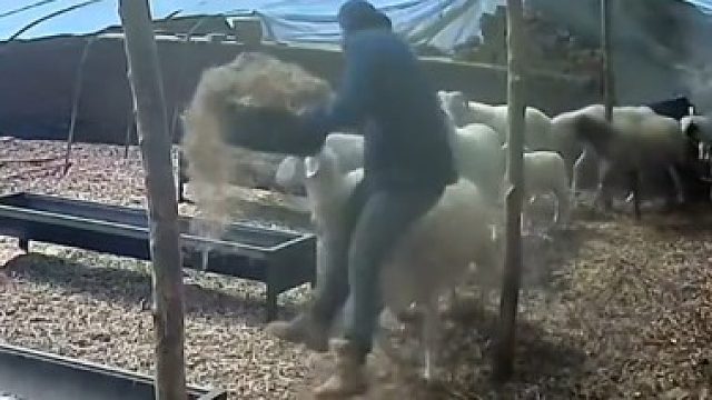 主人进羊圈喂饲料，被公羊从背后一头撞飞