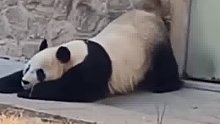 没想到你是这样的大熊猫！挠痒痒的姿势妖娆