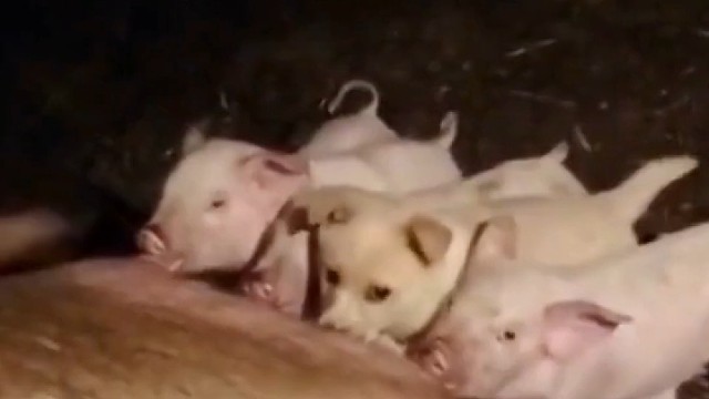 发现一个蹭饭的哈哈