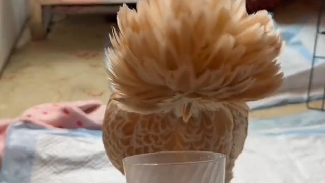 鸡哥发型真的太美了