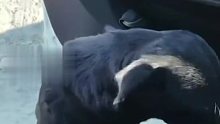 万物有灵，狗妈妈扒车门求助男子救被埋的小狗崽