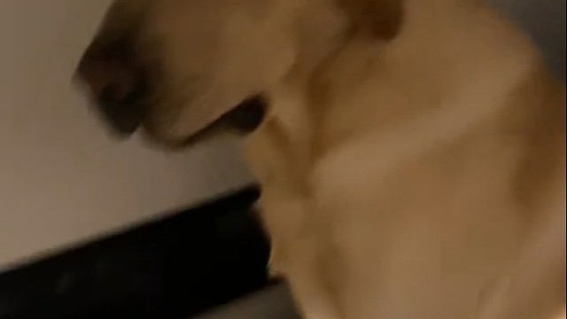 现在的狗狗，都做得这么逼真吗