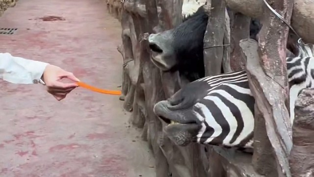 你这是让谁这么急过？来找斑马报复？