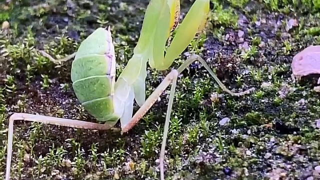 当螳螂遇到蚂蚁