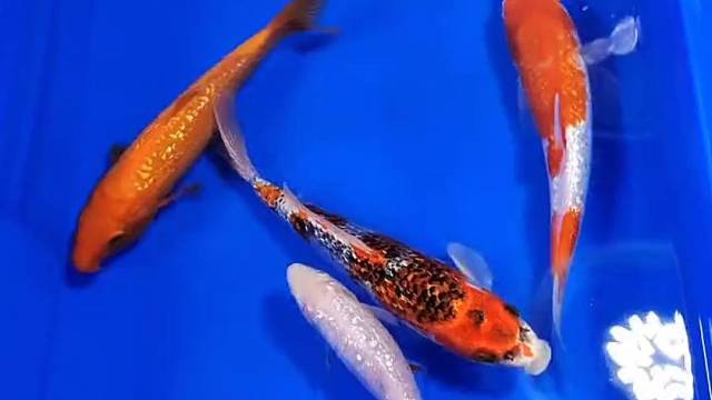 锦鲤闪鳞系列！好运锦鲤观赏鱼，品种多多，求关注！