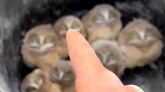 这是一窝子的沙雕