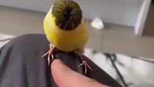 主人给宠物剪了锅盖头 ， 鸟：怕被别的鸟笑，根本不敢出门