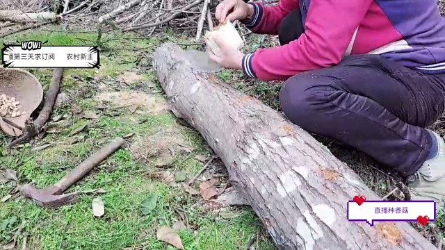原来香菇是这样种的？