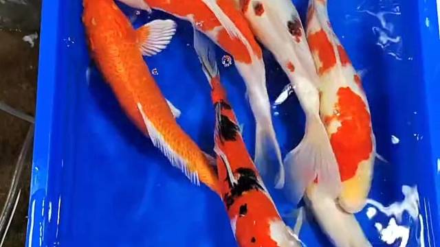 30公分左右精品锦鲤系列！红白，大正三色，葡萄衣！芒果介！