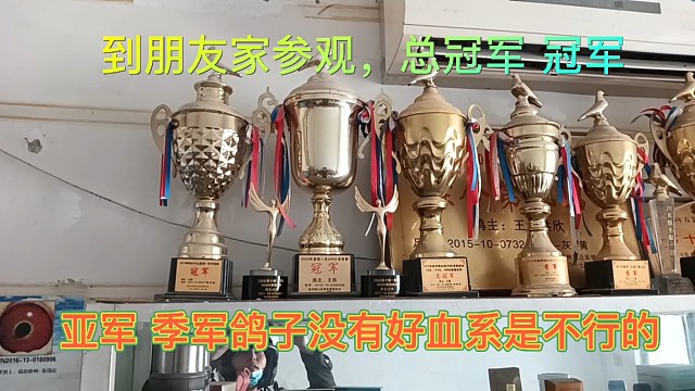 朋友家的好鸽系，飞出来的奖杯事实证明没有好的血系，是干不赢的