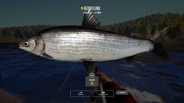 30图–星驼背白鲑（100星），想着过来玩一玩，没想到给了，30图赛杆对我挺友好。终于100，解脱了