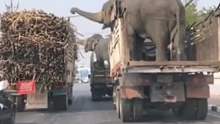 拉甘蔗的车遇见拉大象的车！司机：我就等个红灯，甘蔗都哪去了