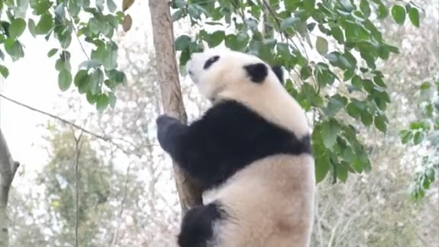 他们为啥对自己体重心里没数[允悲][允悲]