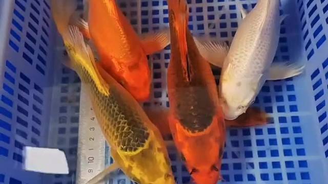 日系球体蝴蝶鲤吊水完成！今晚开漏！红松，金松，白蝴蝶，金蝴蝶！体型超赞！#观赏鱼#精品锦鲤#见锦