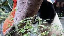 3月4日广东广州，“功夫熊猫”游客面前表演爬树，在一阵阵欢呼声和“彩虹屁”中迷失自我#动物 #大熊猫