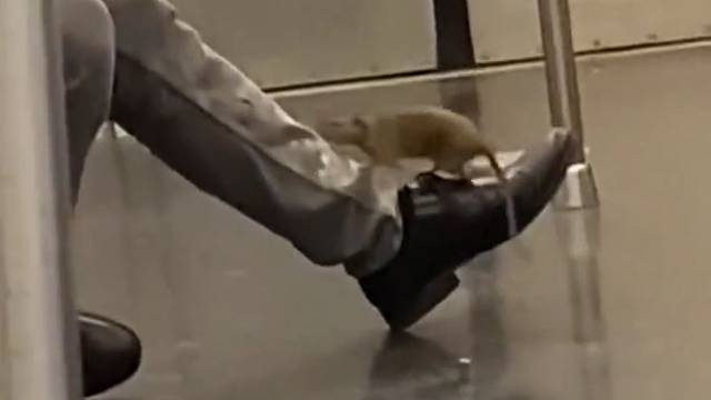 老鼠：我检查一下谁在睡觉，给他一嘴