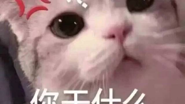 猫猫
