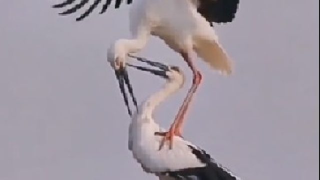 相依相伴，不离不弃，世界上真有这样美丽的爱情