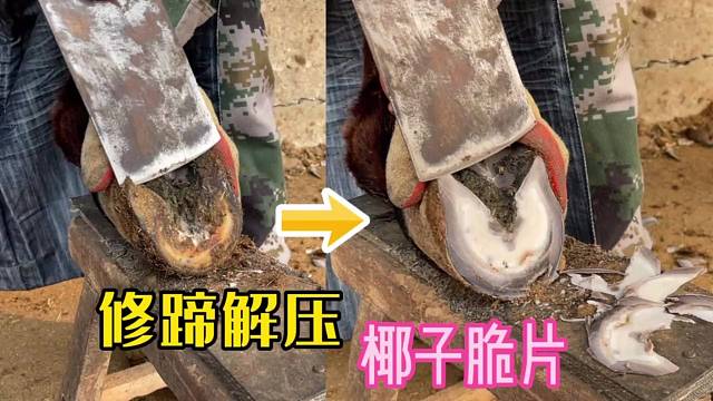 毛驴的蹄子很白很润，师傅给它修蹄，手起刀落像切椰子片，很解压