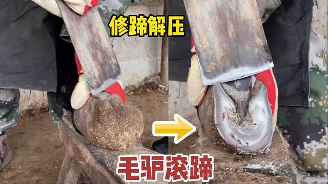 毛驴蹄子像穿了高跟鞋，走路像踩高跷，修完蹄走路好多了，很解压