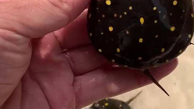 星点水龟很漂亮可以跟鱼一起养