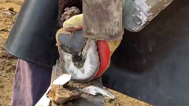 爱护动物，手艺人孙师傅给毛驴修蹄，毛驴很配合一动不动