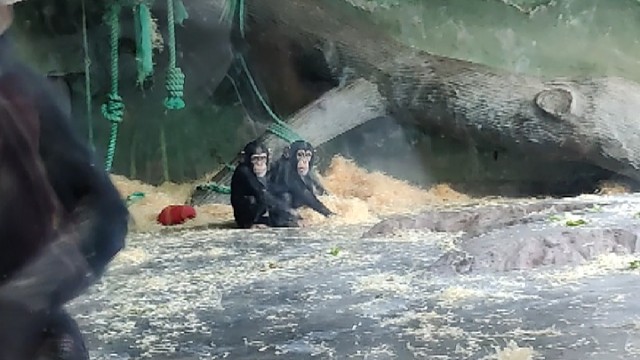 小黑猩猩在划船